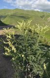 Astragalus galegiformis