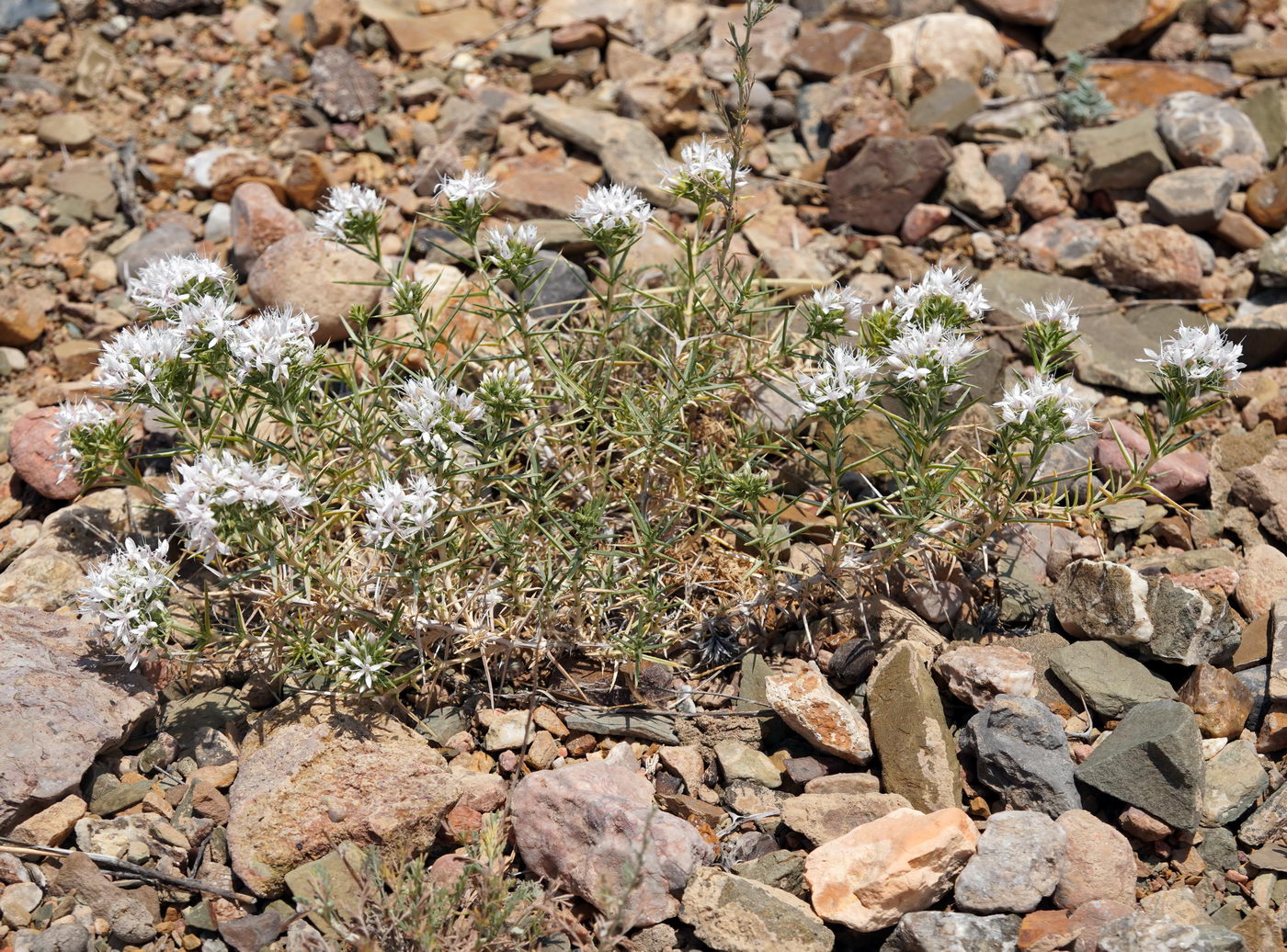 Image of Acanthophyllum pungens specimen.