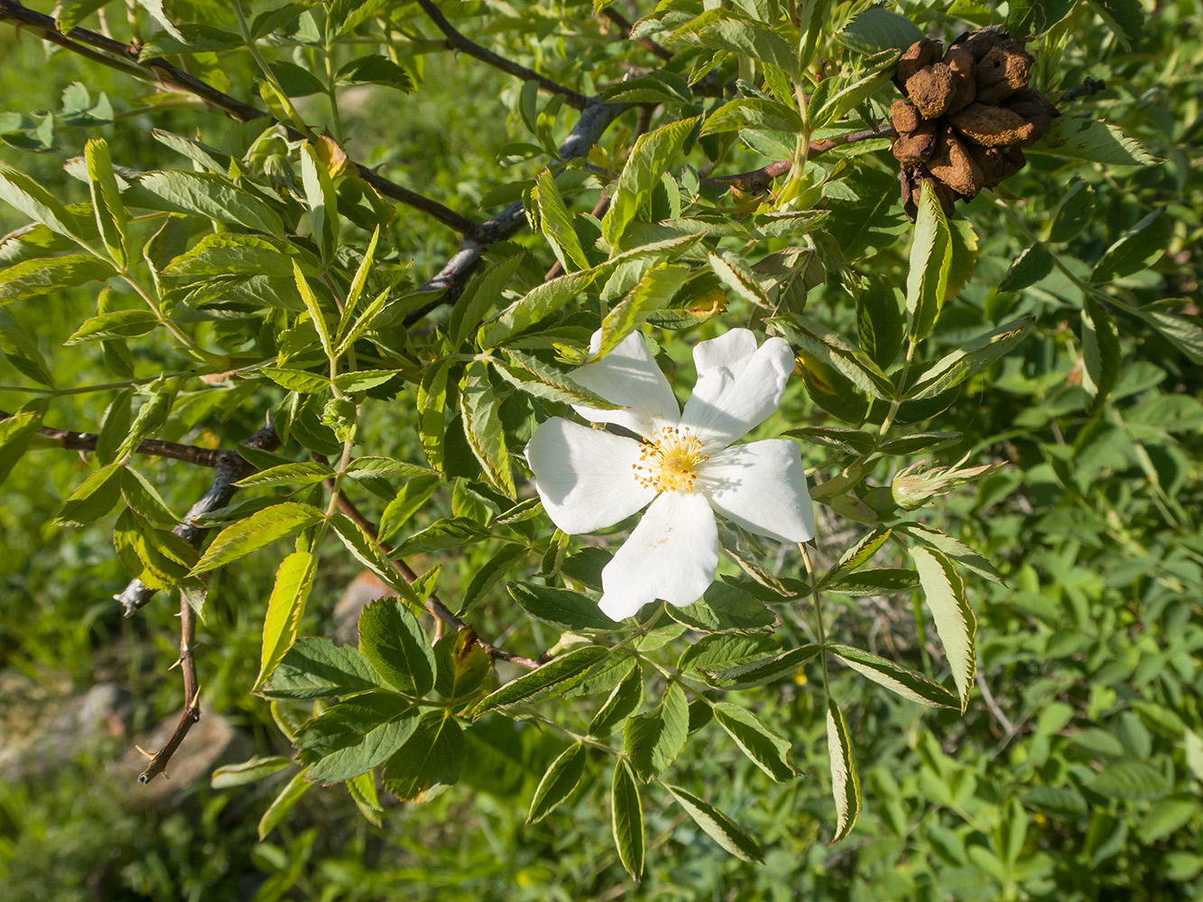 Image of Rosa canina specimen.