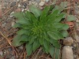 Oenothera depressa