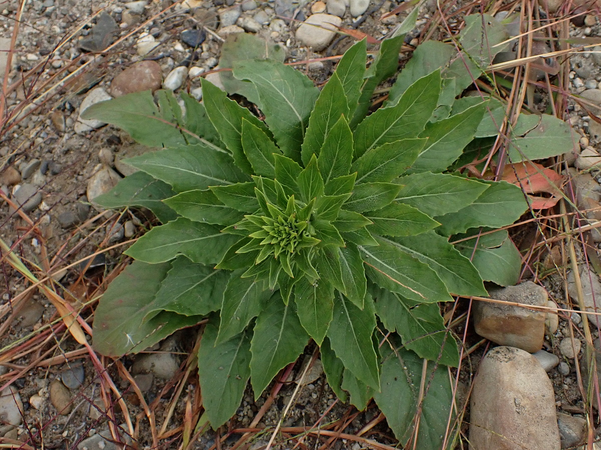 Image of Oenothera depressa specimen.