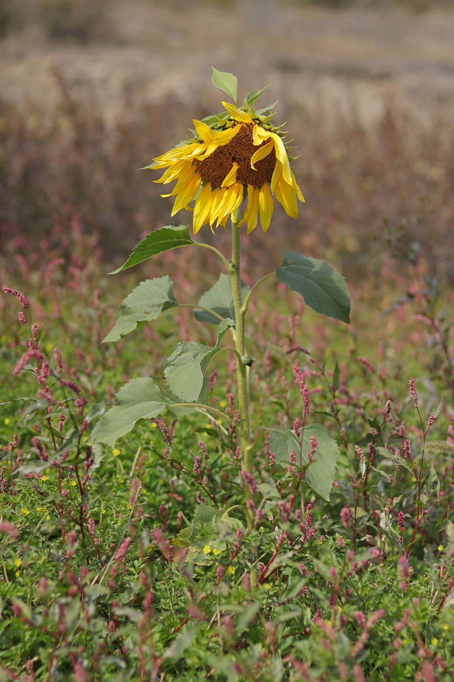 Изображение особи Helianthus annuus.