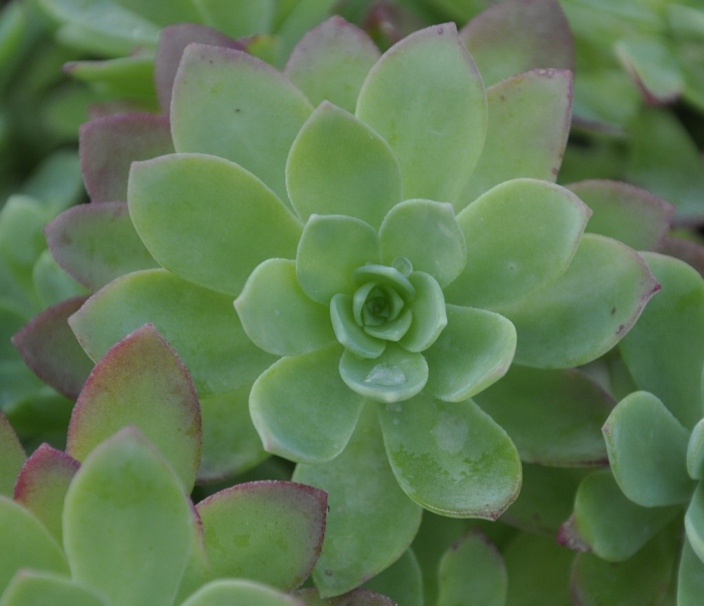 Image of Sedum palmeri specimen.