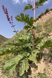 genus Phlomoides