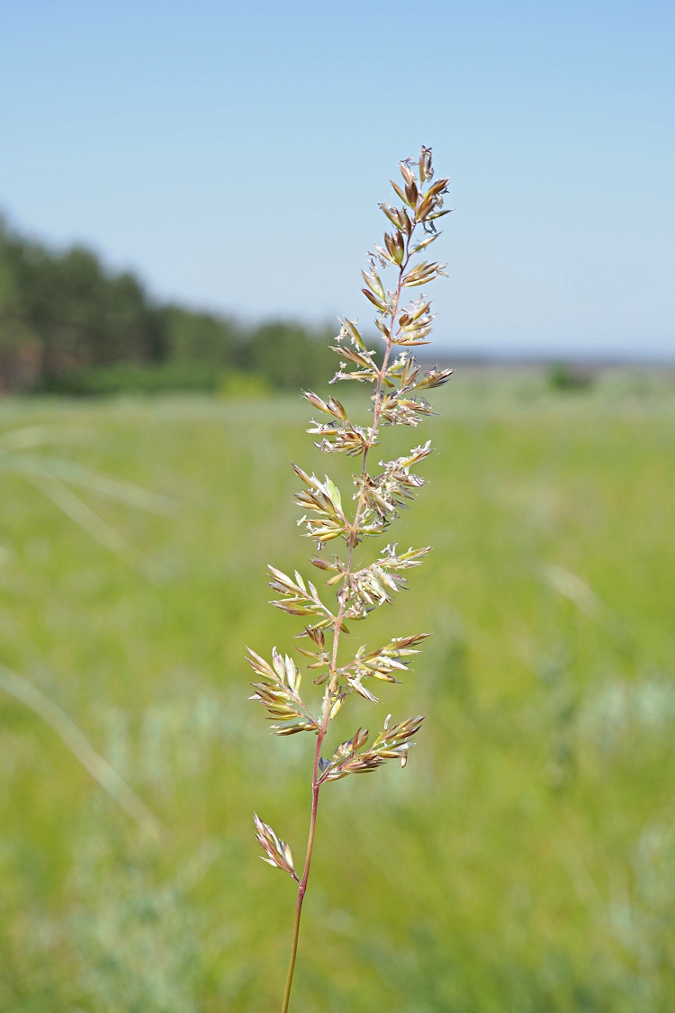 Image of Koeleria macrantha specimen.