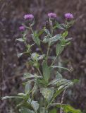 Cirsium incanum