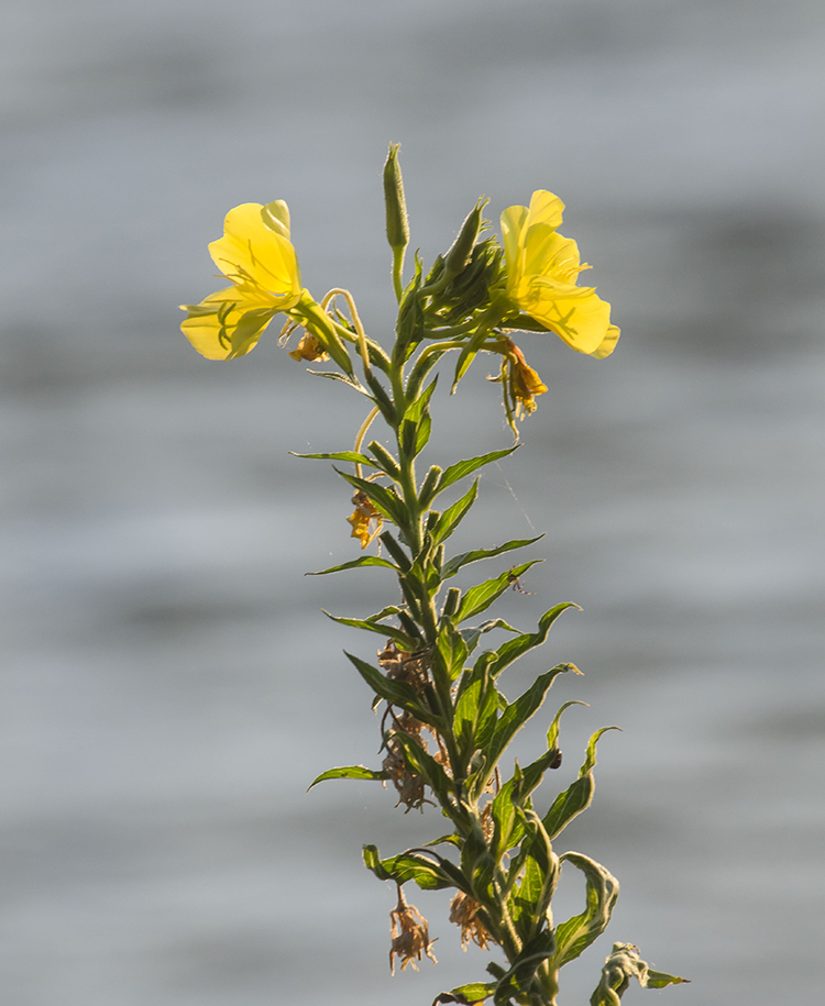 Image of Oenothera biennis specimen.