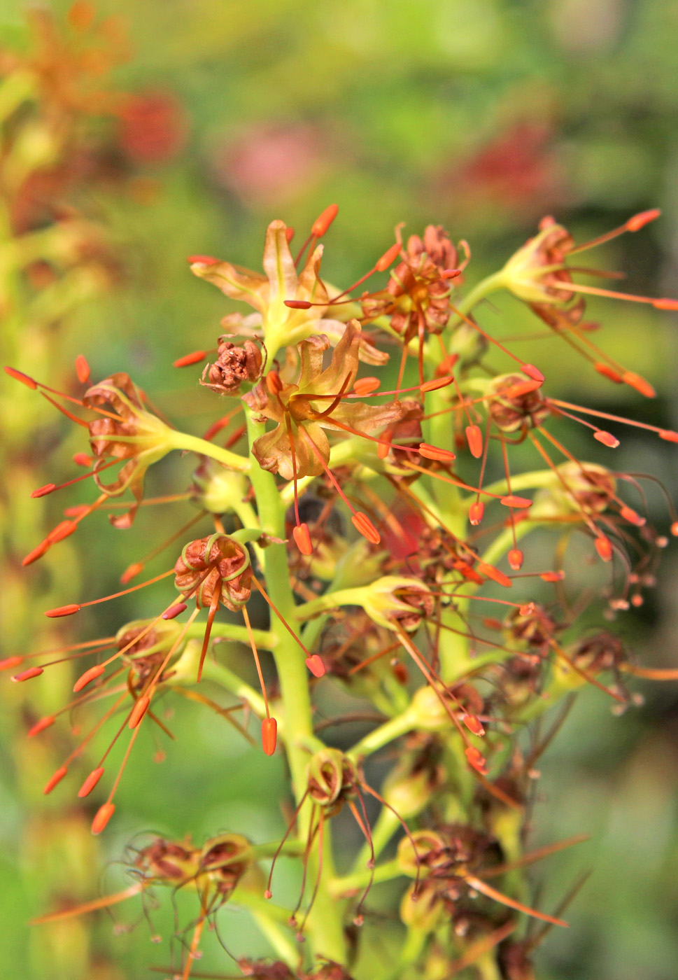 Изображение особи Eremurus spectabilis.