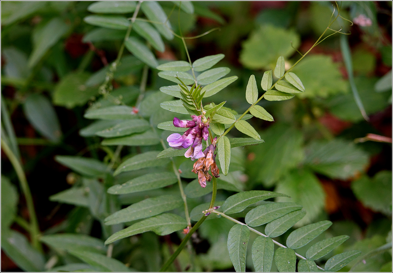 Изображение особи Vicia sepium.