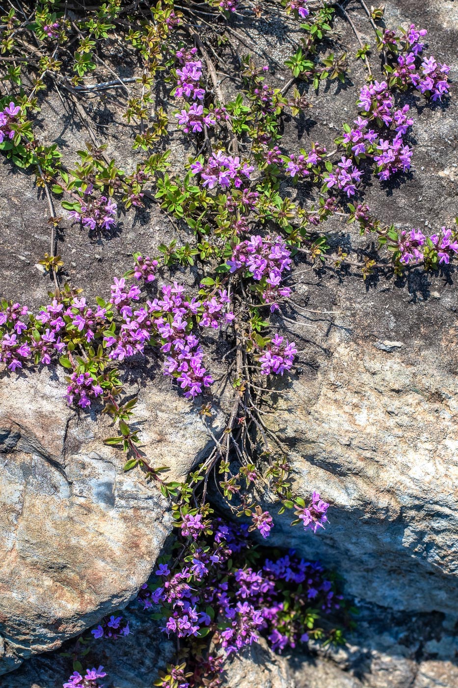 Image of Thymus komarovii specimen.