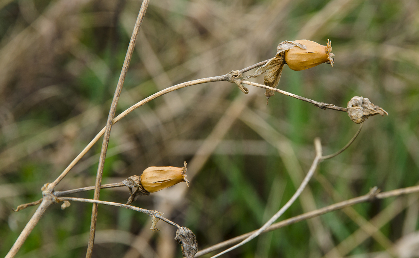 Image of genus Silene specimen.