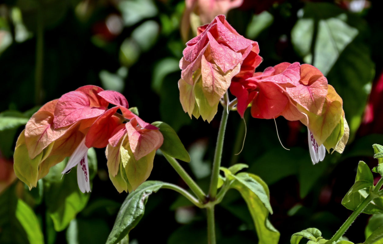 Image of Justicia fulvicoma specimen.