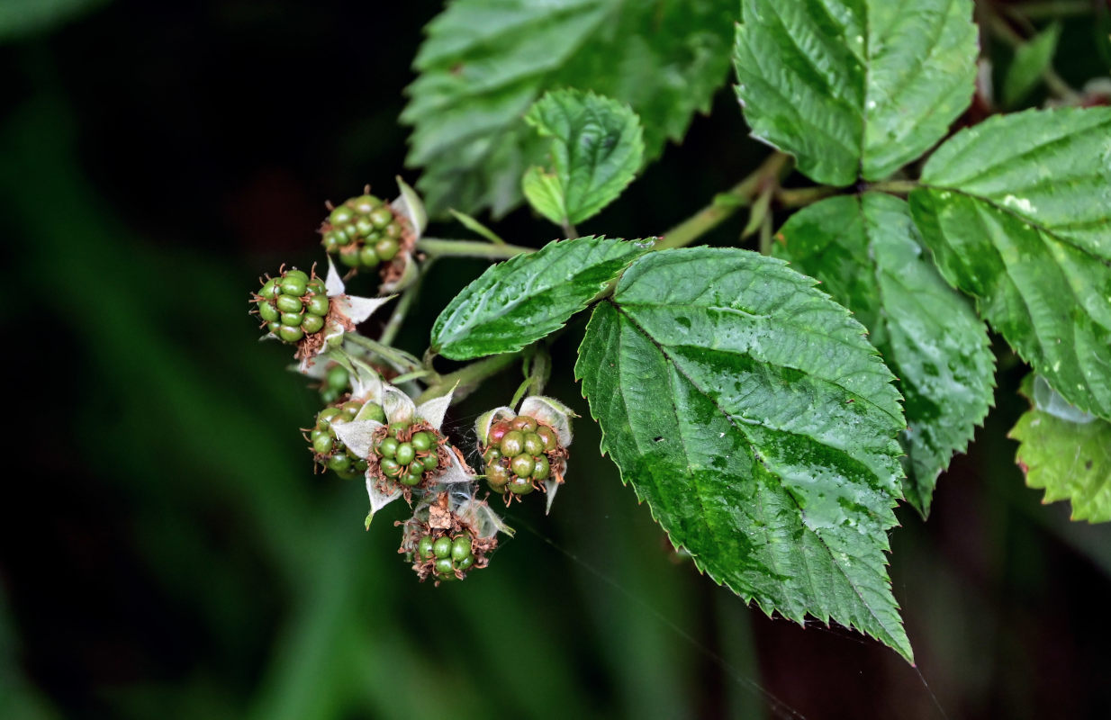 Изображение особи Rubus nessensis.