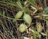 Astragalus henningii