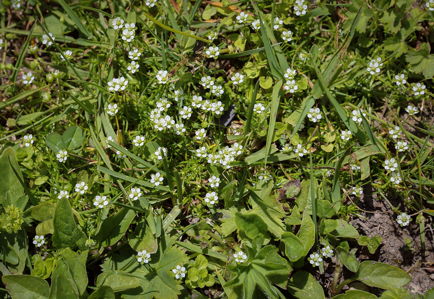 Image of Sagina saginoides specimen.