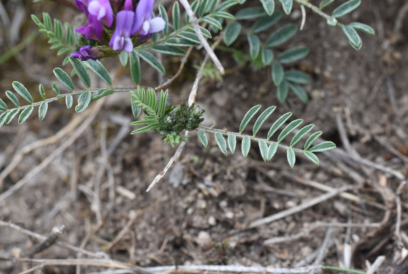 Image of genus Astragalus specimen.