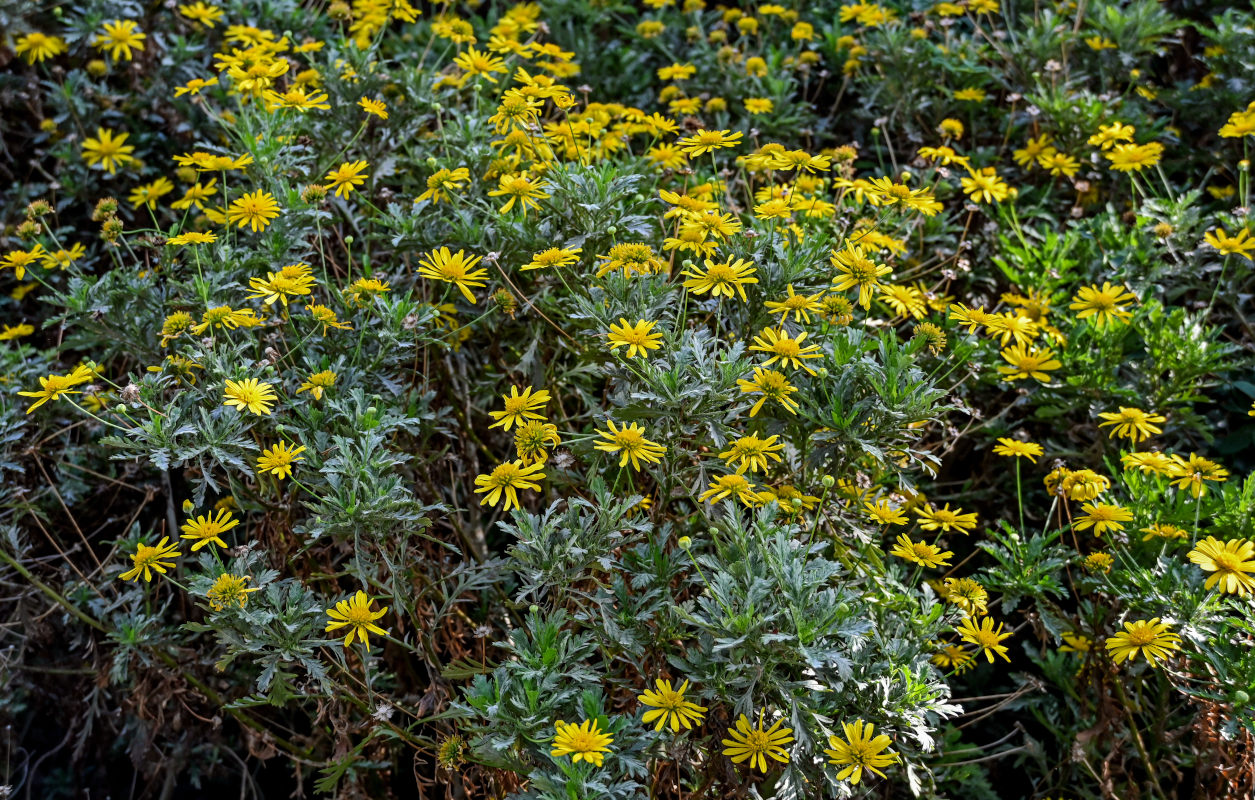 Изображение особи Euryops pectinatus.