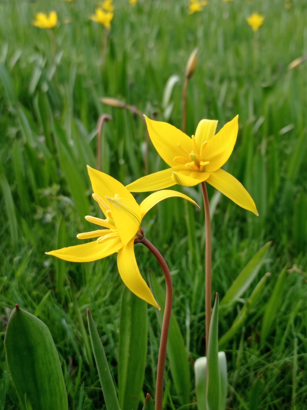 Image of Tulipa biebersteiniana specimen.