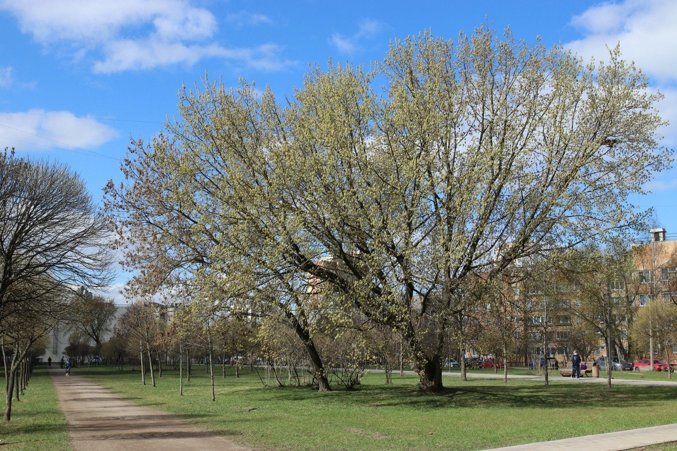 Image of Acer negundo specimen.