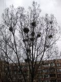 Populus nigra. Верхняя часть кроны распускающегося дерева, поражённого омелой. Киев, Южная Борщаговка. 9 апреля 2011 г.