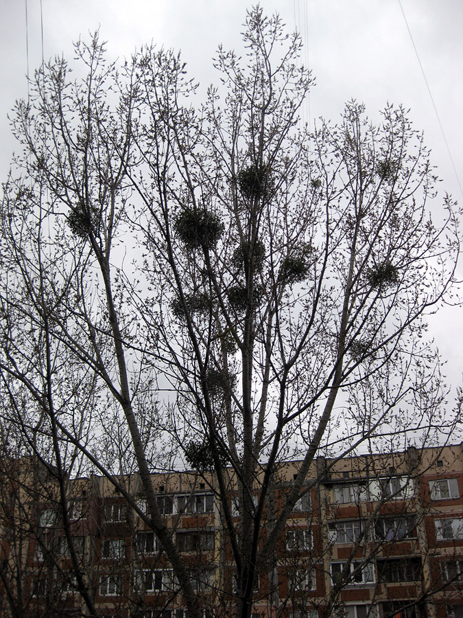 Image of Populus nigra specimen.