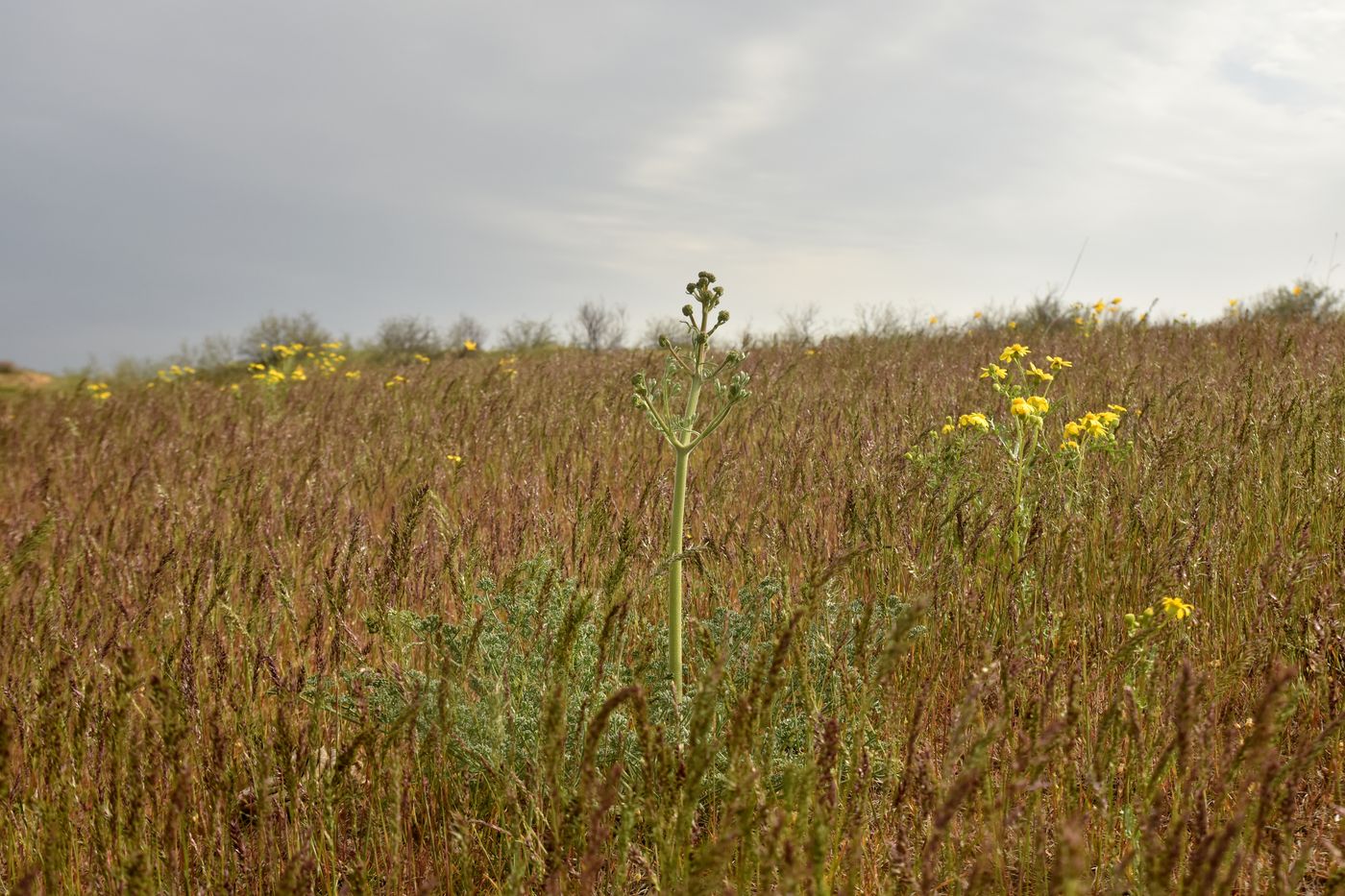 Изображение особи Prangos odontalgica.