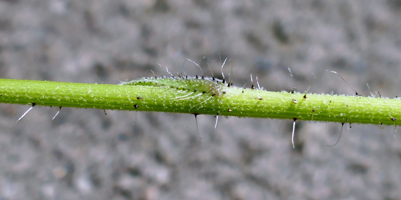 Image of Pilosella onegensis specimen.