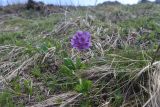 Primula ruprechtii. Цветущее растение. Кавказский биосферный запов., плато Лагонаки, хр. Каменное Море, 250 м к югу от ретранслятора, край большого карстового провала, луг. 7 мая 2025 г.