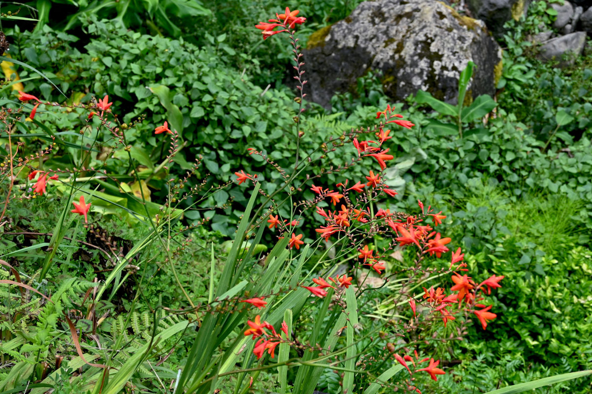 Изображение особи Crocosmia × crocosmiiflora.