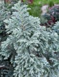 Chamaecyparis pisifera. Верхушка ветви ('Boulevard'). Волгоград, Волгоградский региональный ботанический сад. 23.05.2026.