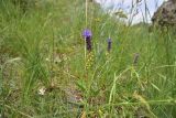 семейство Hyacinthaceae. Цветущие растения. Грузия, край Самцхе-Джавахети, окр. крепости Тмогви, выс. 1350 м н.у.м., луг ок. церкви Св. Марии. 6 июня 2026 г.