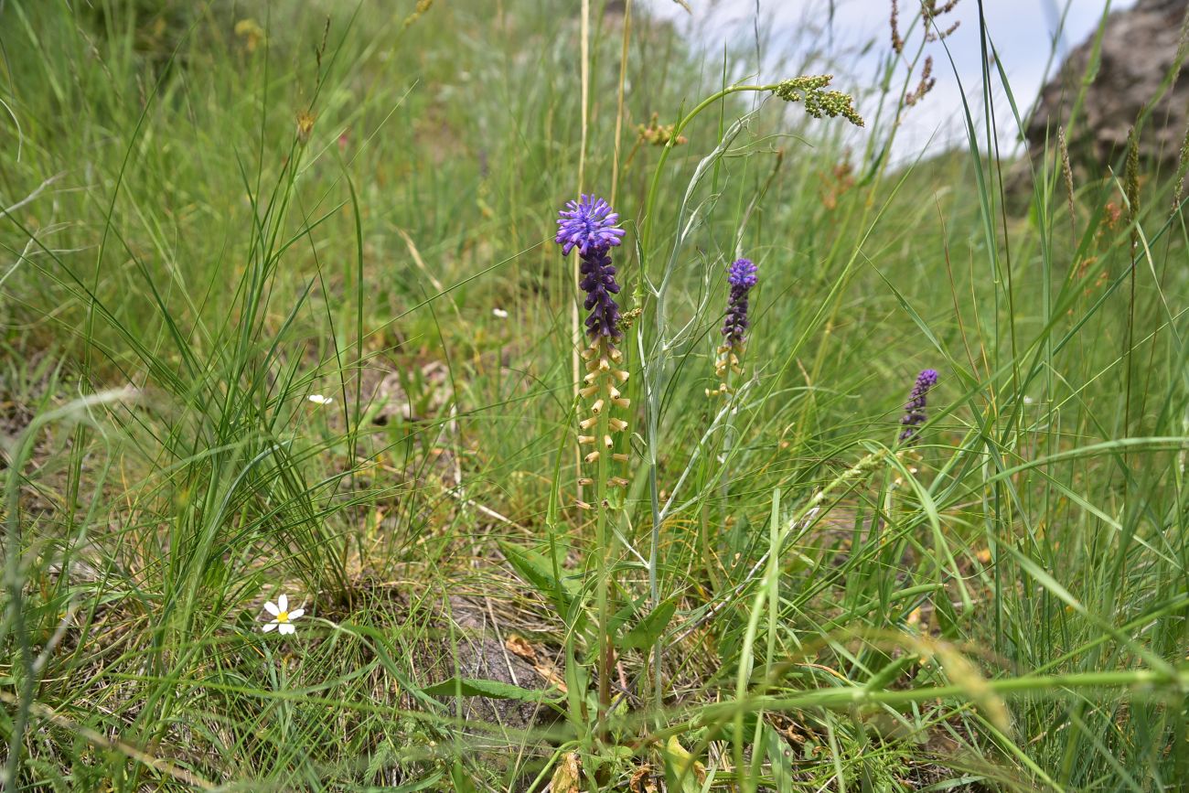 Изображение особи семейство Hyacinthaceae.