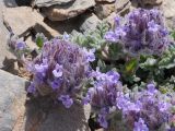 Nepeta longibracteata. Соцветия. Таджикистан, Горно-Бадахшанская автономная обл., Рушанский р-н, хр. Музкол, Сарезское оз., пик Обзорный, ≈ 4426 м н.у.м., каменистая осыпь. 24 июня 2026 г.