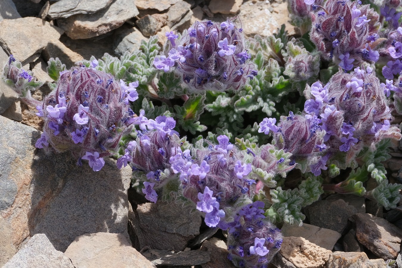 Изображение особи Nepeta longibracteata.