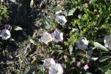 Convolvulus lineatus. Цветущие растения. Грузия, край Самцхе-Джавахети, Ахалцихский муниципалитет, 700 м от окр. с. Гуркели, левый борт р. Цинубанисцкали, выс. 1060 м н.у.м., горная степь. 8 июня 2026 г.