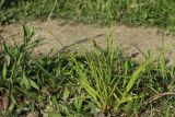 Carex sylvatica. Цветущее(?) растение. Ломоносовский р-н, окр. дер. Мал. Забородье, берег пруда в истоках р. Шингарка, полоса луговой растительности между урезом воды и тропой. 10.06.2026.