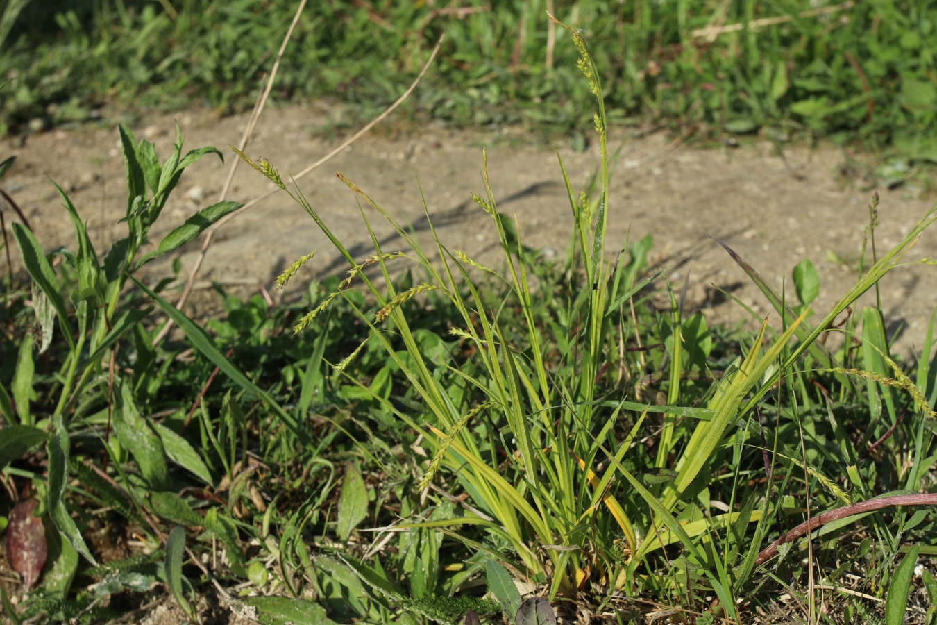 Изображение особи Carex sylvatica.