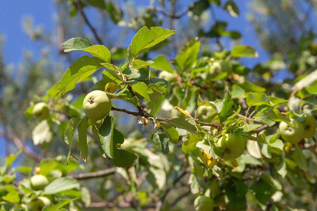 Image of Malus domestica specimen.