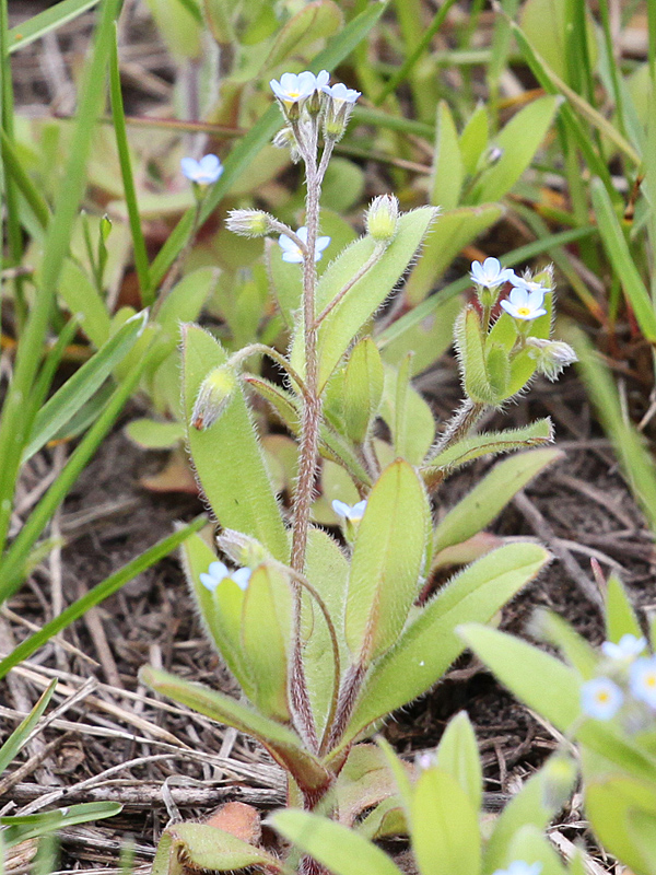 Изображение особи Myosotis arvensis.