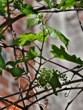 род Vitis