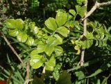 Tecomaria capensis. Часть ветви с листьями. Турция, пров. Анталия, р-н г. Манавгат, отель Lake & River Side, декоративные насаждения между бассейном и зданием отеля. 02.08.2026.