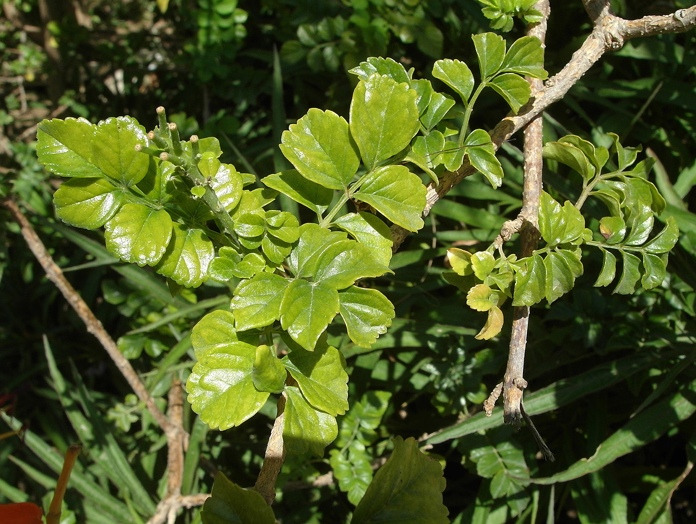 Image of Tecomaria capensis specimen.