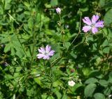 род Geranium. Соцветия. Турция, ил Артвин, окр. дер. Кашикли, склон от мечети к р. Корпусу, луг. 12 июня 2026 г.