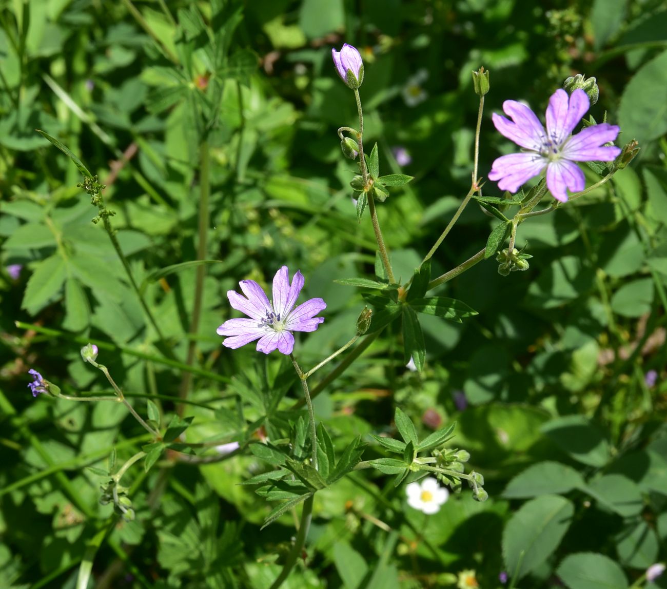 Изображение особи род Geranium.