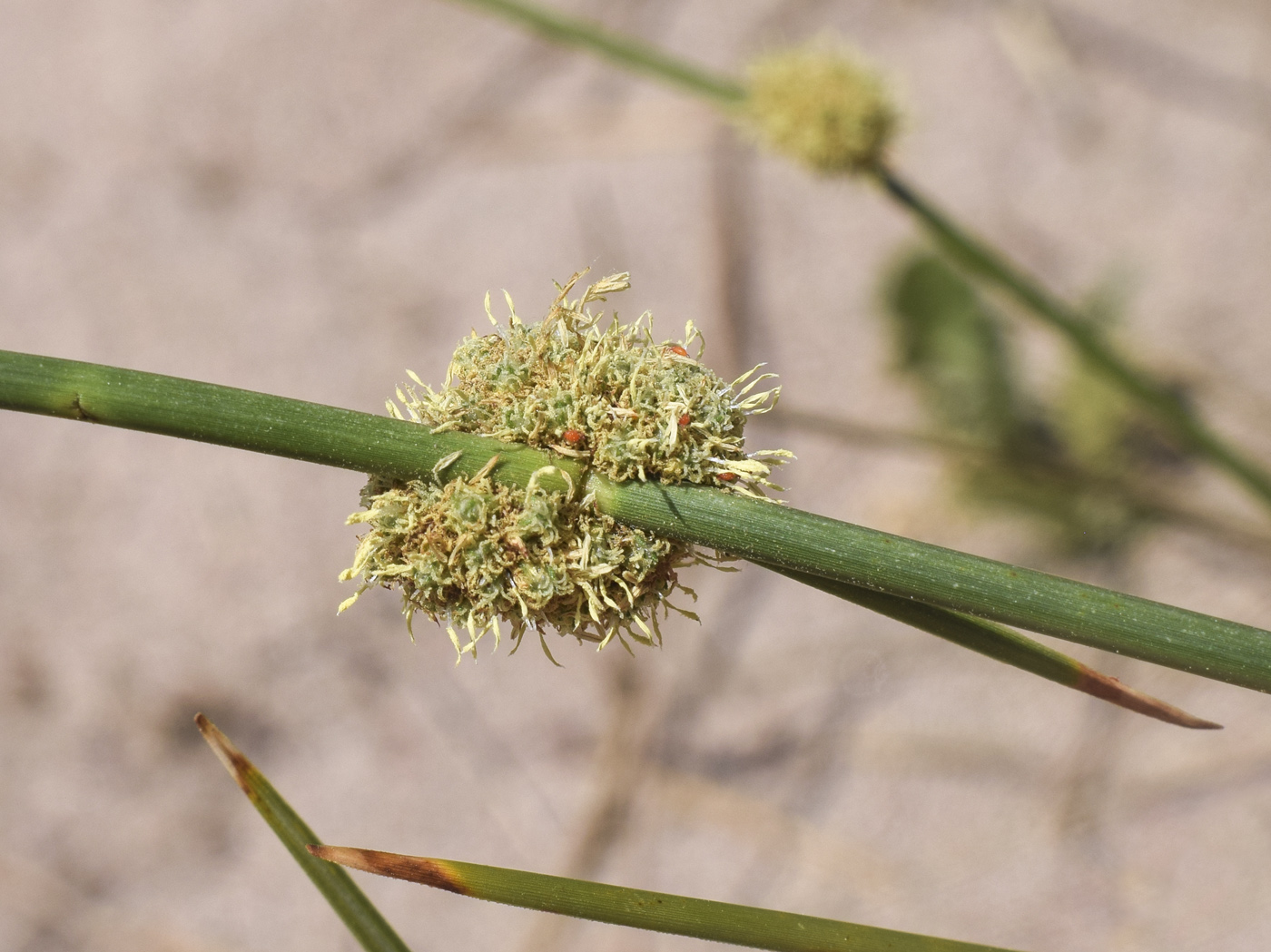 Изображение особи Scirpoides holoschoenus.