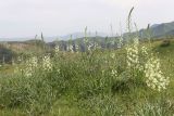 Eremurus suworowii. Цветущие растения. Узбекистан, гора Бабатаг, въезд в с. Акмачит, возле дороги, ок. 1130 м н.у.м. 12.04.2025.