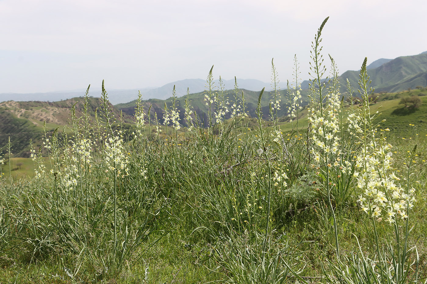 Image of Eremurus suworowii specimen.