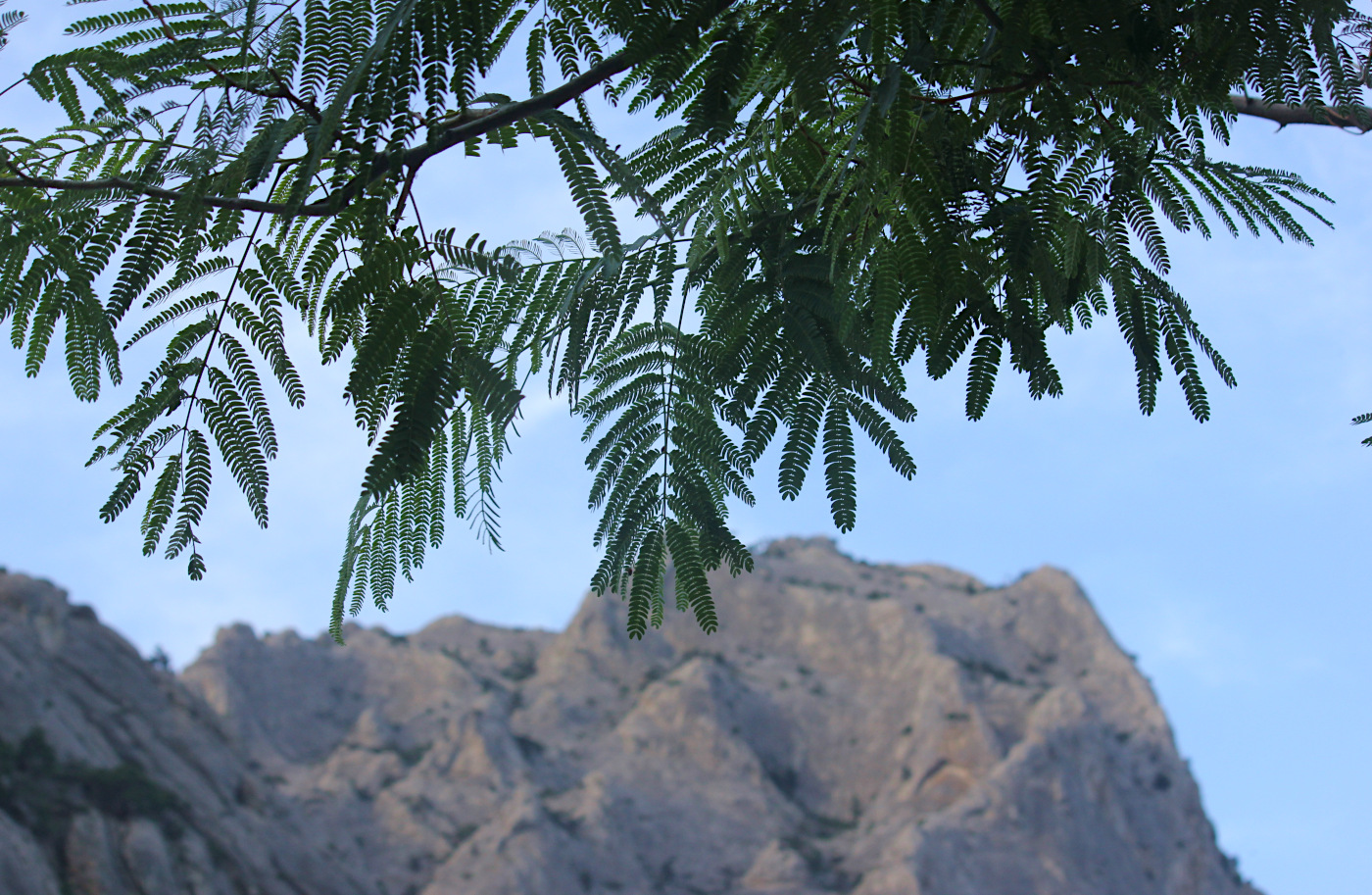 Image of Albizia julibrissin specimen.