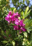Polygala myrtifolia