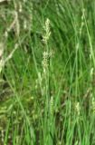 Carex canescens